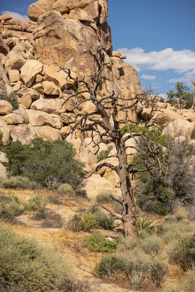 Baharda Joshua Tree Ulusal Parkı — Stok fotoğraf