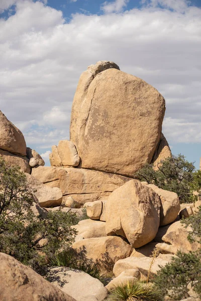 Park Narodowy Joshua Tree Wiosną — Zdjęcie stockowe