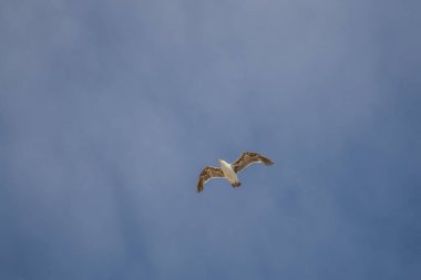 Uçan martılar Deniz kenarında