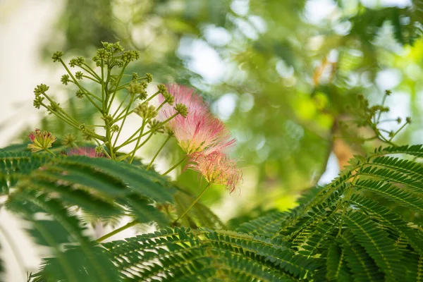 Plantas Flores Sol — Fotografia de Stock