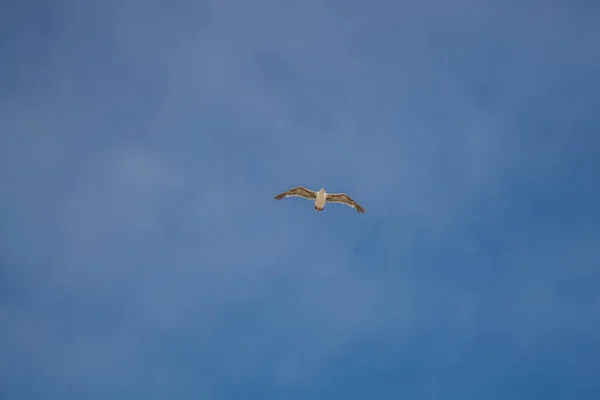 Ιπτάμενοι Γλάροι Δίπλα Στη Θάλασσα — Φωτογραφία Αρχείου