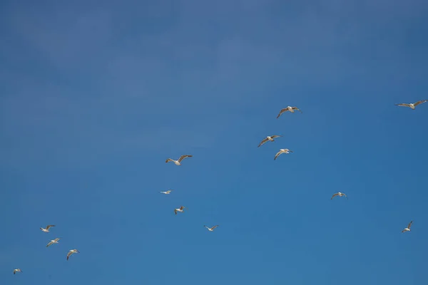 Gaivotas Voadoras Junto Mar — Fotografia de Stock