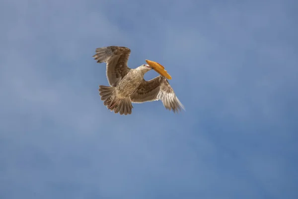 Flying Seagulls Sea — Stock Photo, Image