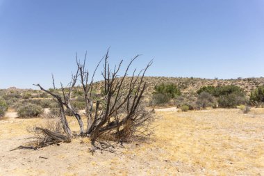 ABD 'de bahar manzarası