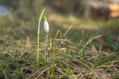 Bahçede büyüyen kardamlaları