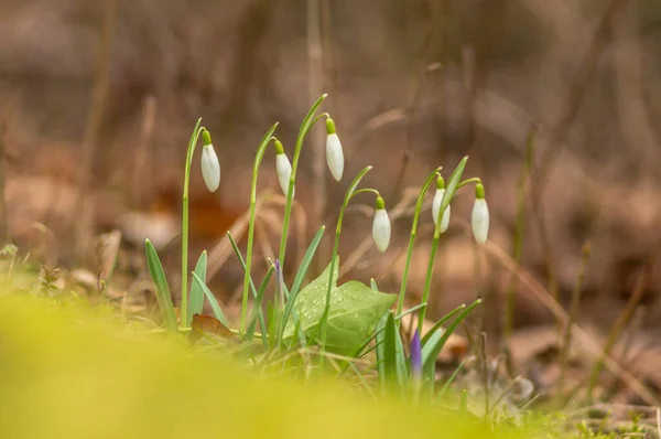 Gotas Neve Crescem Jardim — Fotografia de Stock