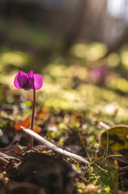 Cyclamen ışığa karşı