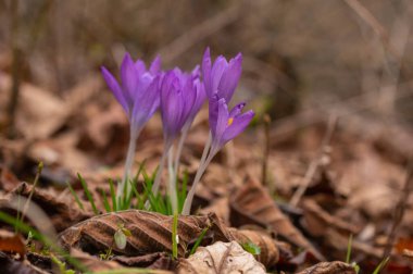 Çayırda Crocus yetişir.