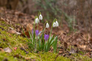 Bahçede büyüyen kardamlaları