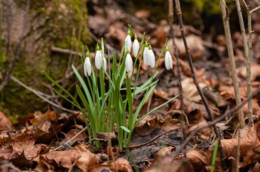 Bahçede büyüyen kardamlaları