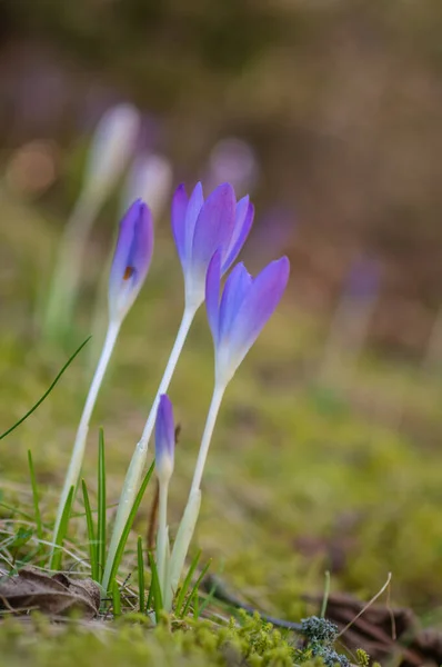 Krokusse Wachsen Auf Der Wiese — Stockfoto