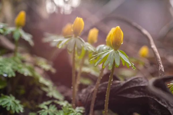 Samostatné Zimování Posteli — Stock fotografie