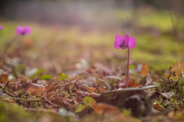 Cyclamen Proti Světlu — Stock fotografie