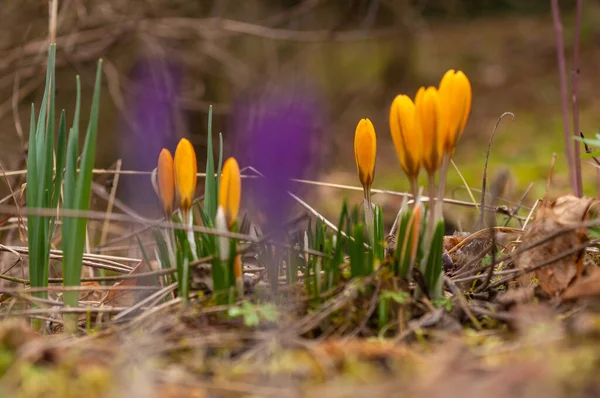 Çayırda Crocus yetişir.