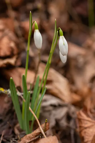 Gotas Neve Crescem Jardim — Fotografia de Stock