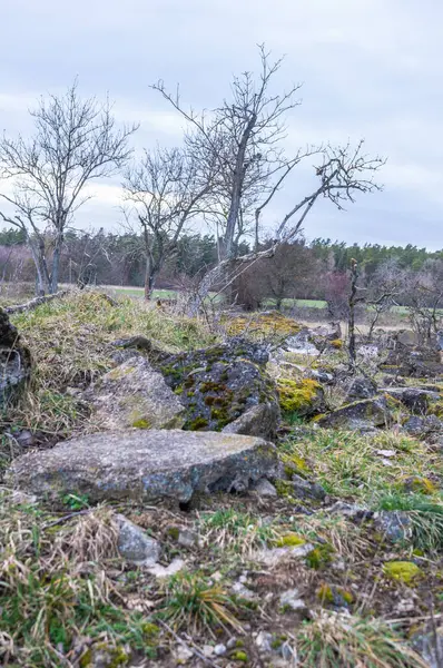 Landscape Spring Awakening — Stock Photo, Image