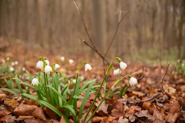 Marschmuggar Blommar Skogen — Stockfoto