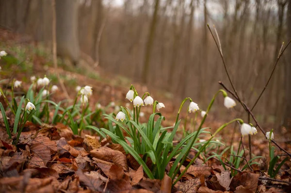 Märzbecher Blühen Wald — Stockfoto