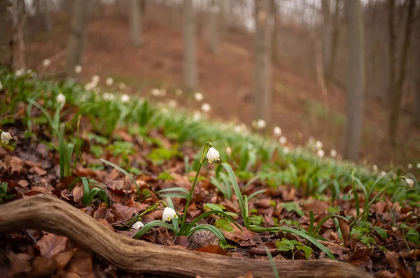 Marschmuggar Blommar Skogen — Stockfoto