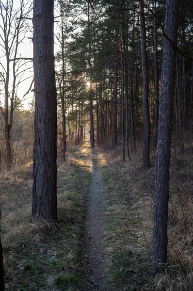 Frühlingserwachen Wald — Stockfoto