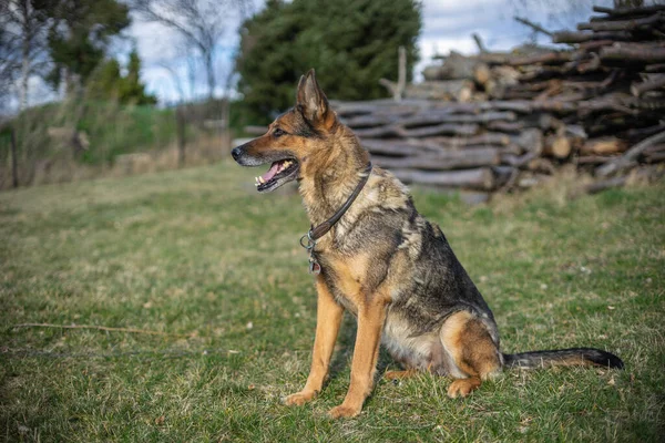 Duitse Herder Bewaakt Zijn Eigendom — Stockfoto