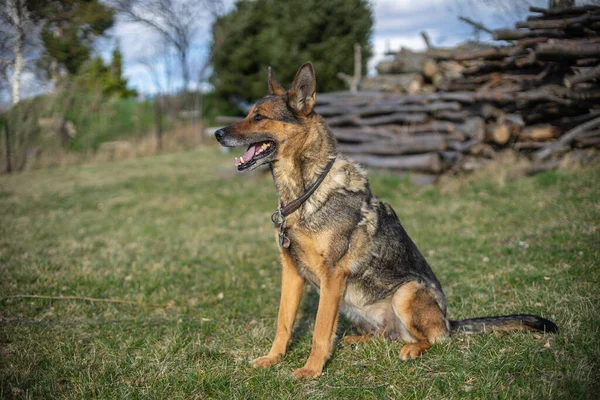 Duitse Herder Bewaakt Zijn Eigendom — Stockfoto