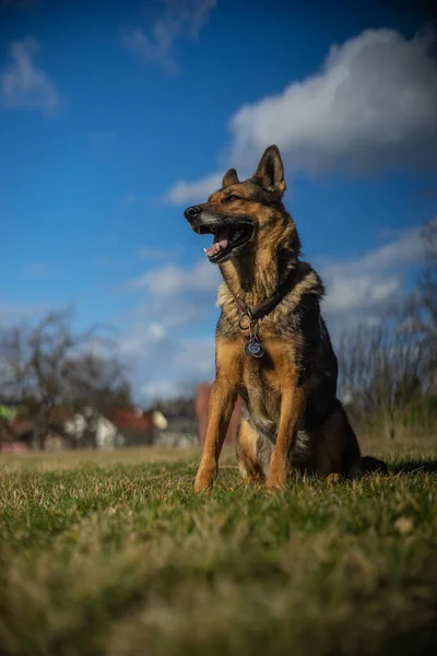 German Shepherd Guarding His Property — Stock Photo, Image