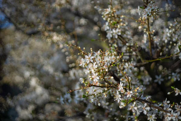 Černý Keř Rozkvětu — Stock fotografie