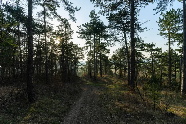 Lente Ontwaakt Het Bos — Stockfoto