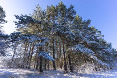 Mart 'ta kurak orman