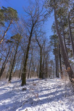 Mart 'ta kurak orman