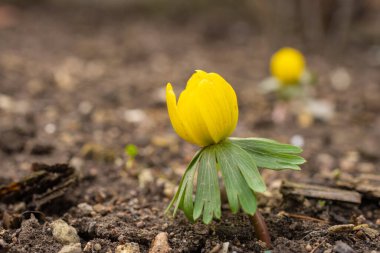Yatakta kışı geçirirken
