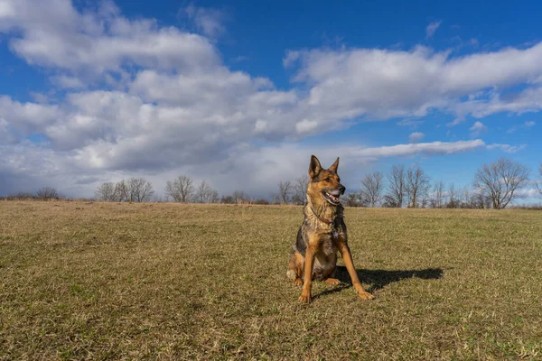 German Shepherd Guarding His Property — Stock Photo, Image