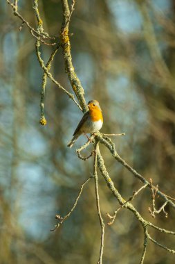 Avrupa bülbülü ağaçta oturur