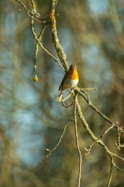 Avrupa bülbülü ağaçta oturur