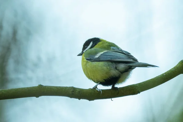 Grande Tit Senta Ramo — Fotografia de Stock