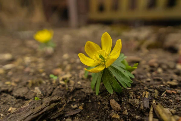 Samostatné Zimování Posteli — Stock fotografie