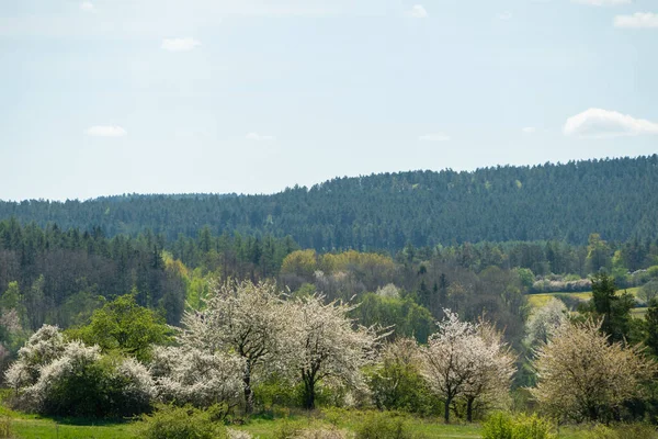 Landschap Het Zomerseizoen — Stockfoto