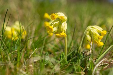 Bir bahar çayırında inek ayağı