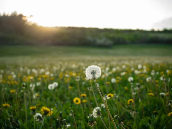 草原のタンポポ — ストック写真