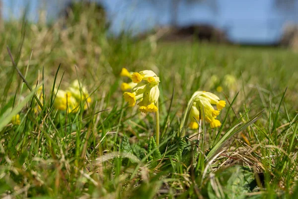 Koeienlip Een Lenteweide — Stockfoto