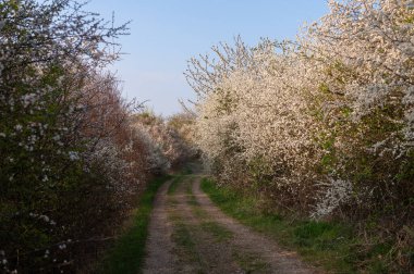 Yaz mevsiminde manzara