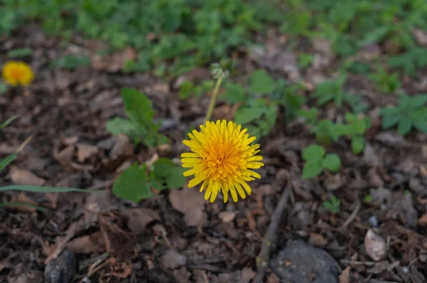 Löwenzahn Auf Einer Wiese — Stockfoto