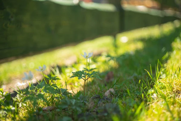 Anemone Legno Nella Foresta Primaverile — Foto Stock