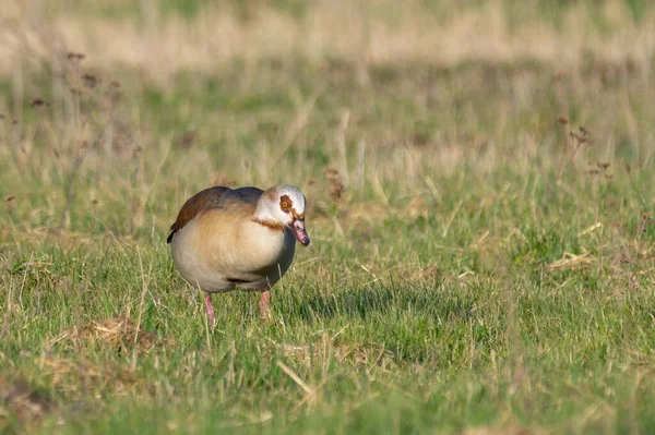 Egyptian Geese Meadow — Stock Photo, Image