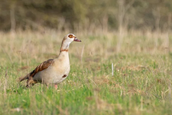 Egyptian Geese Meadow — Stock Photo, Image