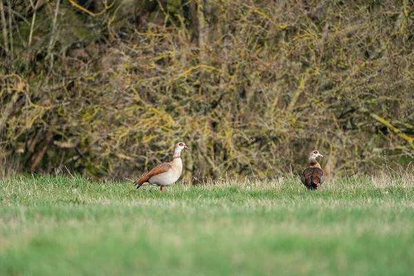 Oies Égyptiennes Dans Une Prairie — Photo