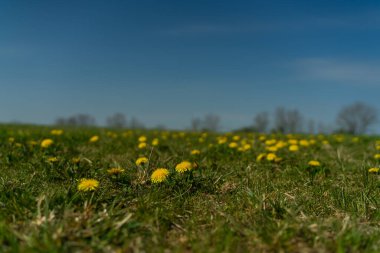 Yaz mevsiminde manzara