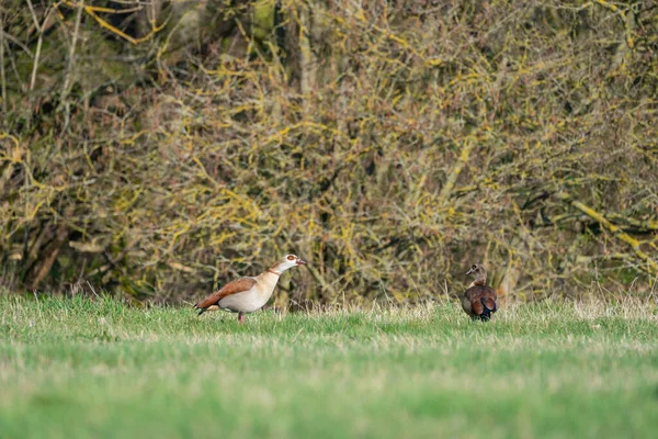 Egyptian Geese Meadow — Stock Photo, Image