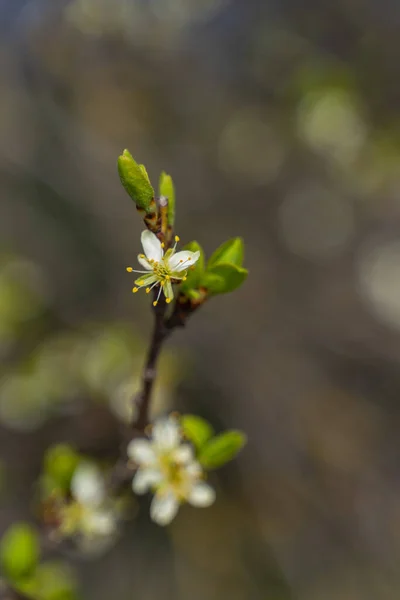 春天的小白花 — 图库照片